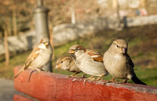 house sparrows control