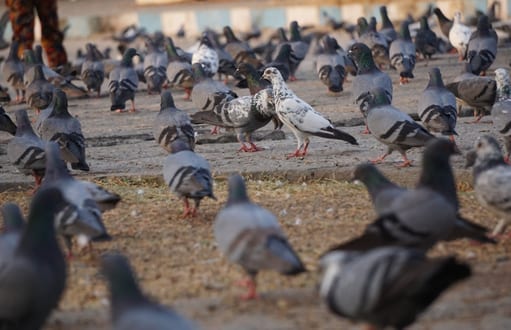 pigeon removal