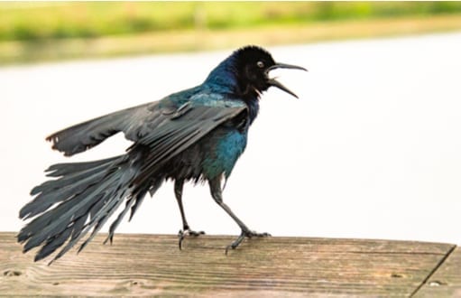 grackles