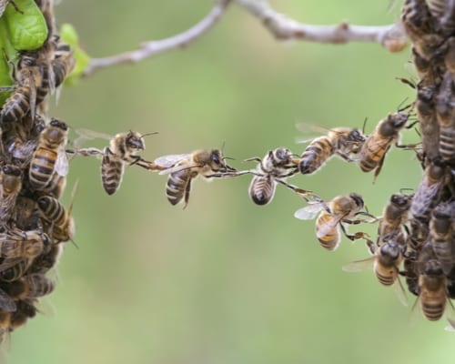 bee removal