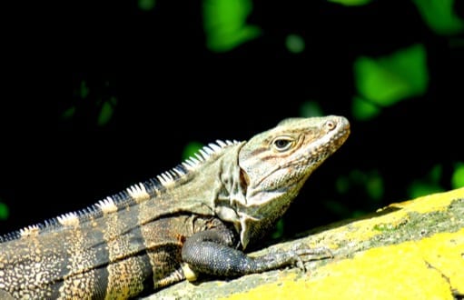 iguana removal and control