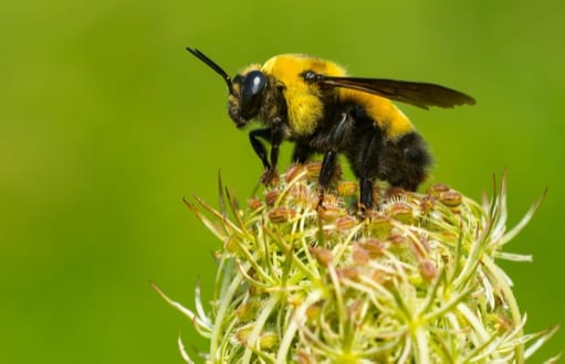 bee control