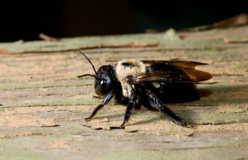 bee removal and control