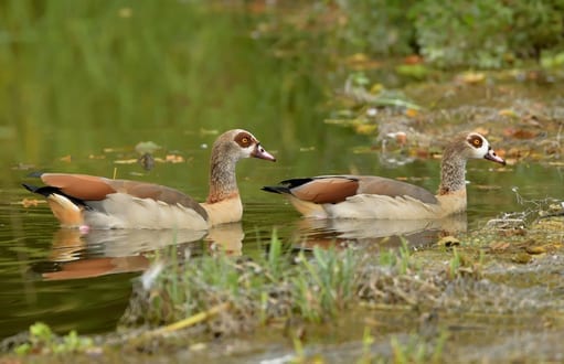 bird control