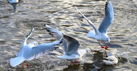 gulls control