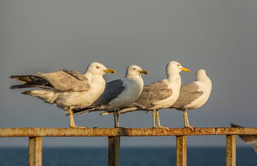 bird removal and control