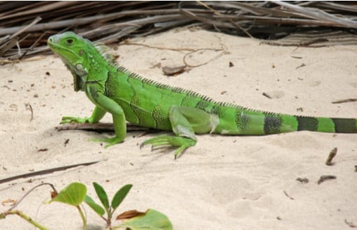 iguana removal