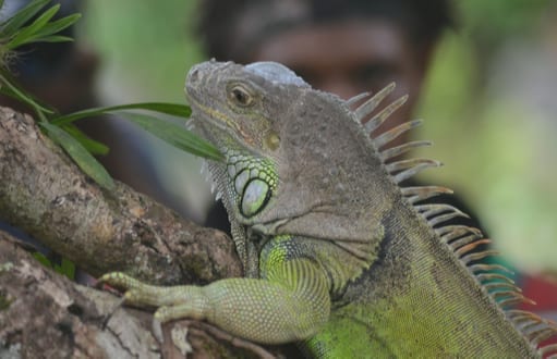 iguana removal and control