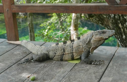 iguana removal and control