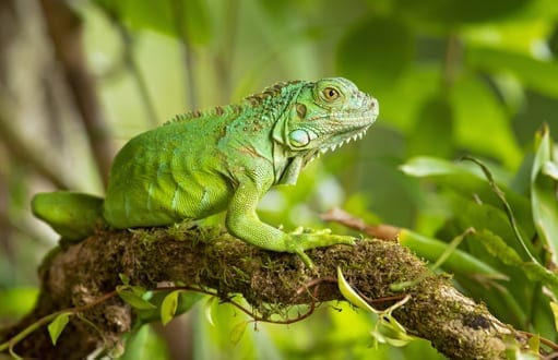 iguana removal miami