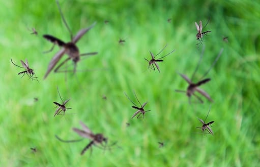 mosquito removal miami