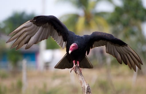 bird removal