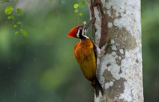 woodpecker removal