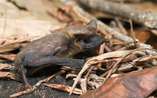 Brazilian Freetail Bat