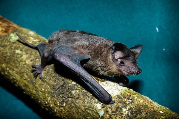 freetail bat