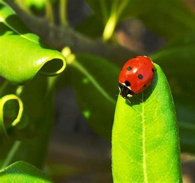 A beneficial insect in a backyard garden.