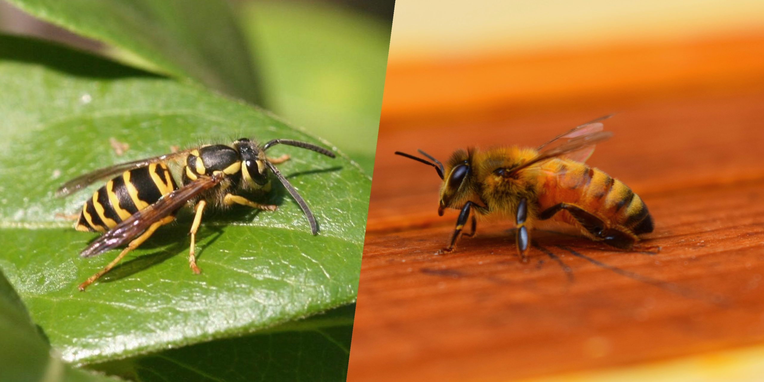 A comparison between a bee and wasp.