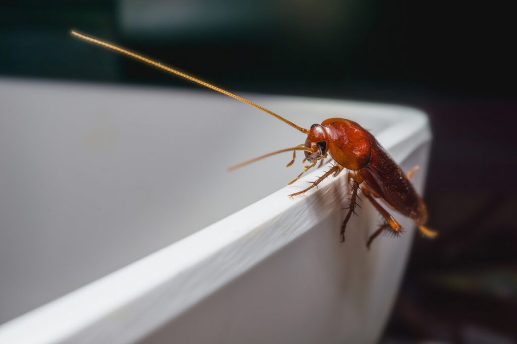 A roach on a counter