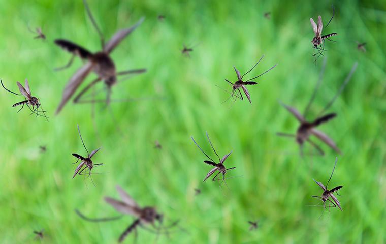 A mosquito swarm.