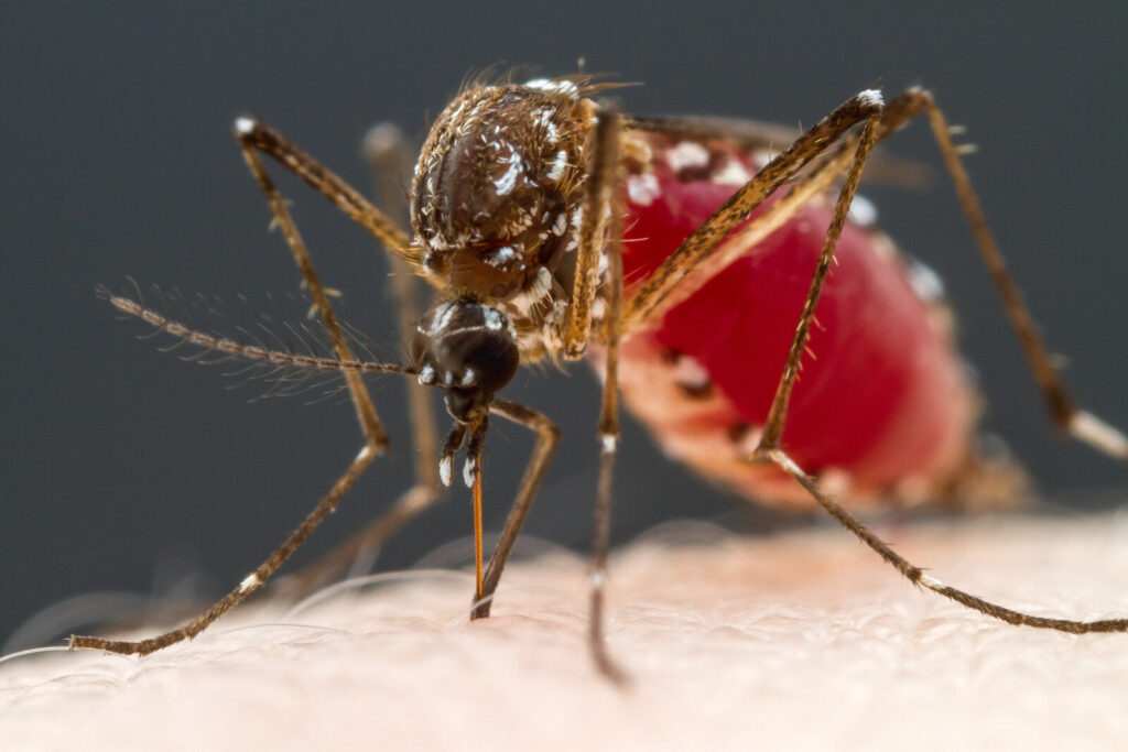 A mosquito biting a human's arm