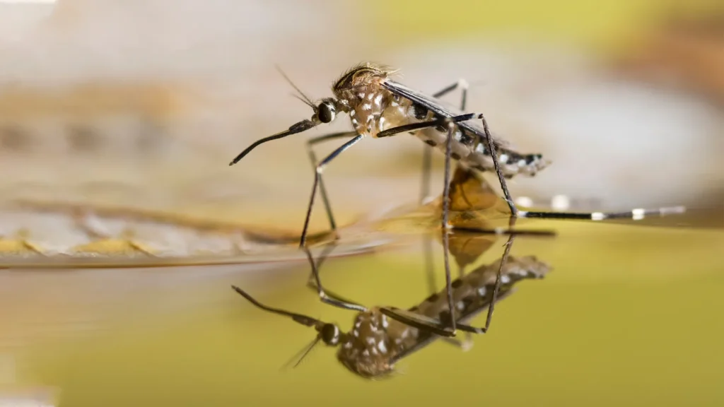 A mosquito in a homeowner's backyard.