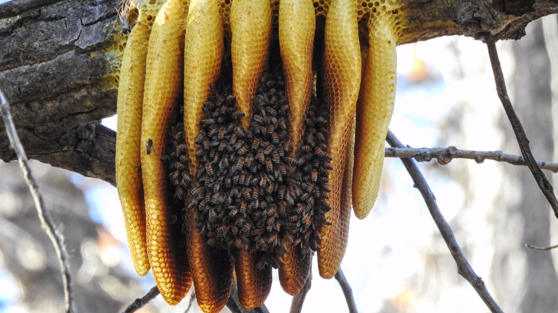 Beehive in a backyard