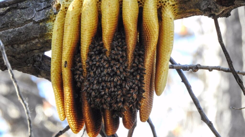 A beehive in a backyard