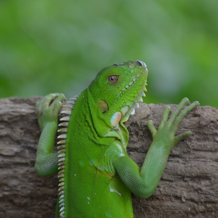 Iguana in a person's backyard