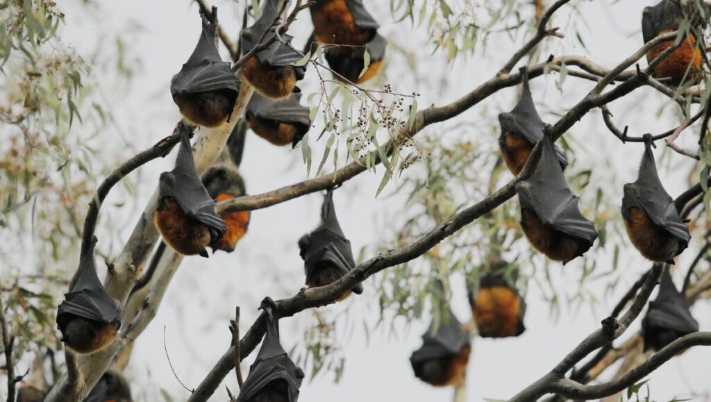 A bat colony in a homeowner's yard.