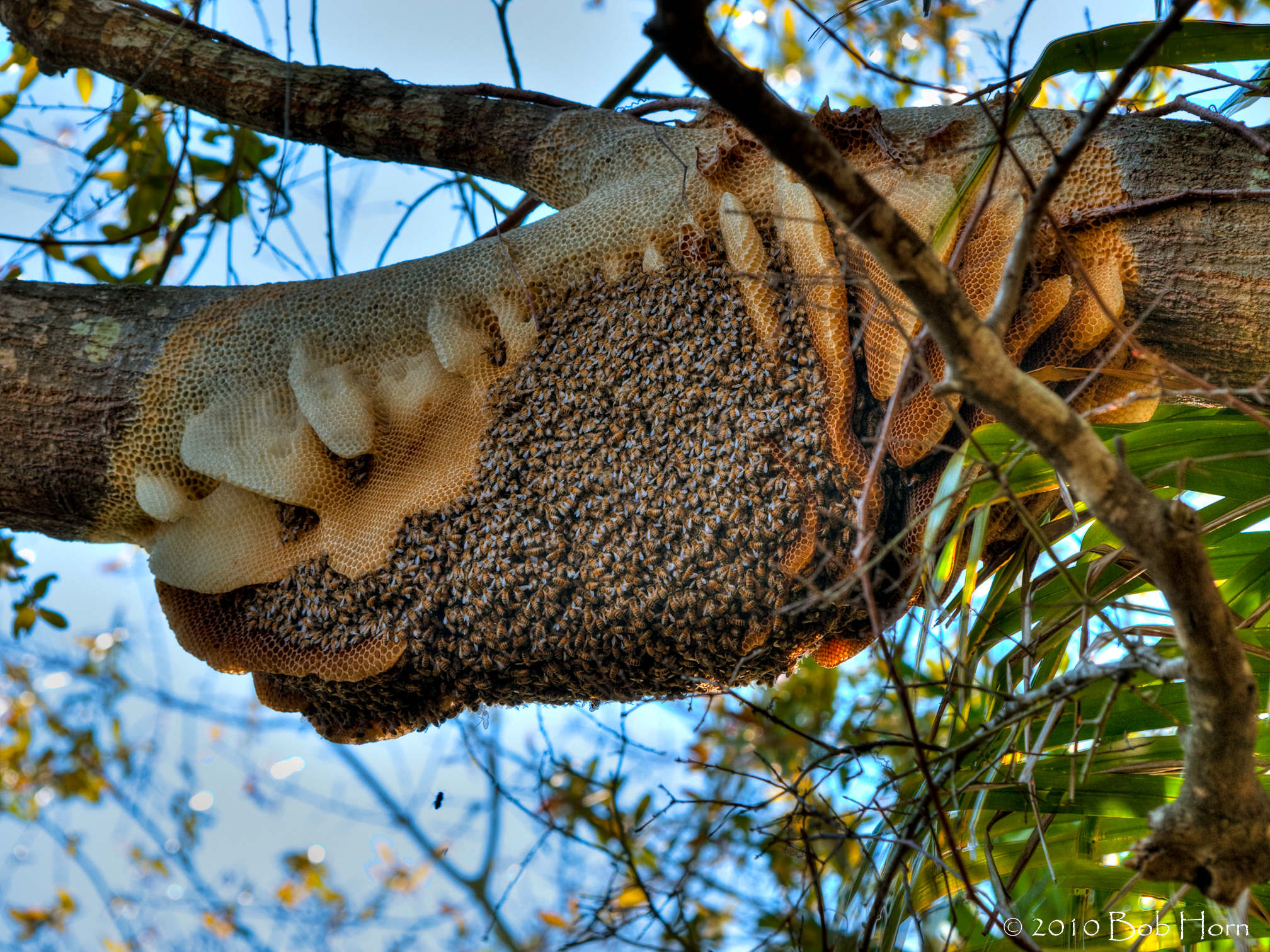 A bee colony in a backyard