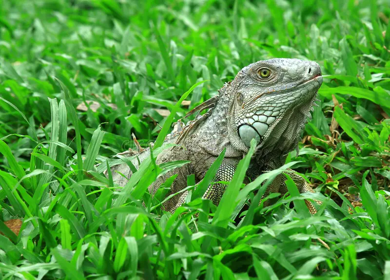 Iguana in a Miami backyard