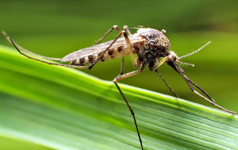 Mosquito in a backyard