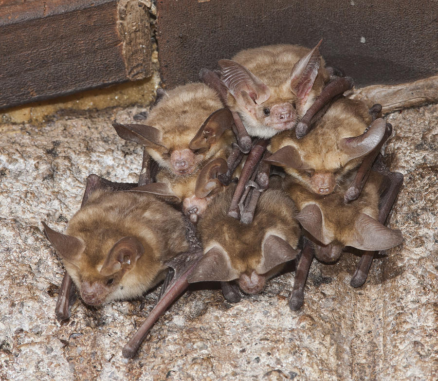 A bat colony in a homeowner's backyard